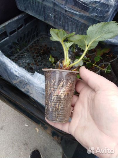 Клубника Мурано рассада