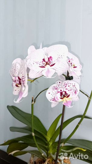 Орхидея Биг лип Экспрессио
