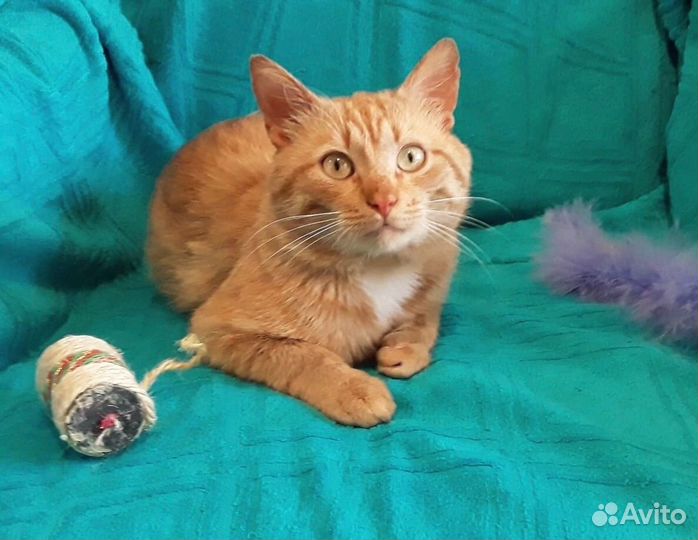 Котята «Рыжая Карамель» в дар в добрые руки