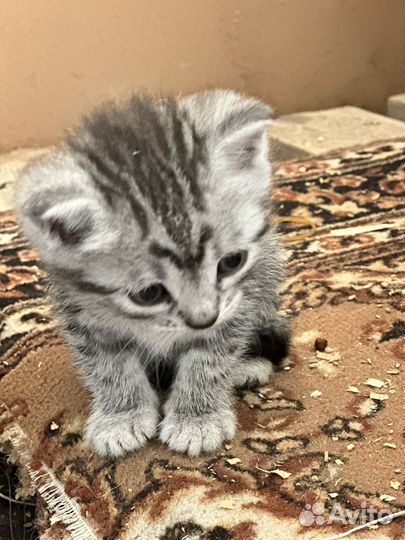 Котята котенок