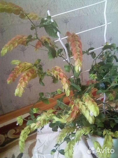 Белопероне вариегатное,Роуж