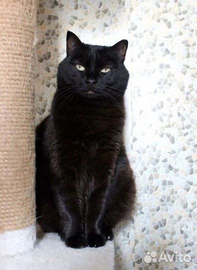 Кошка Магия