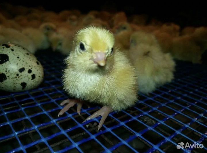 Перепела суточные