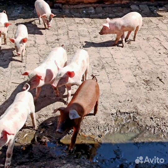 Поросята