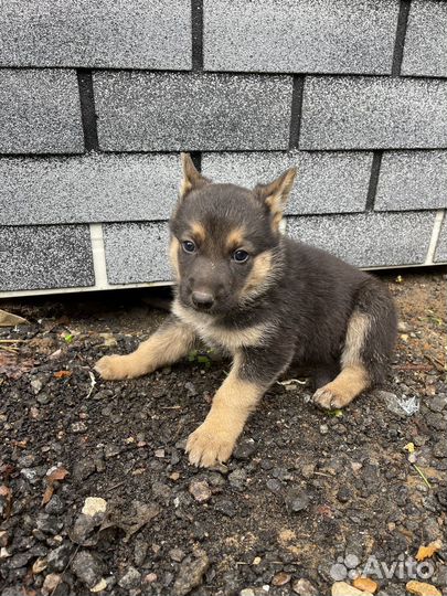 Щенки немецккой овчарки