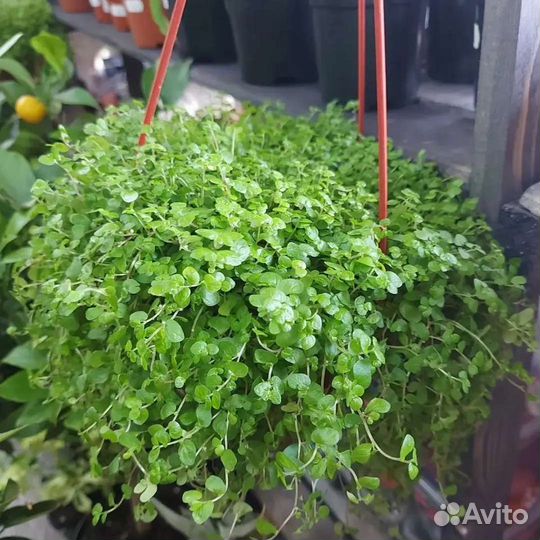 Солейролия(Гелксина)