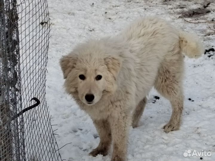 Маремма абруцкая овчарка