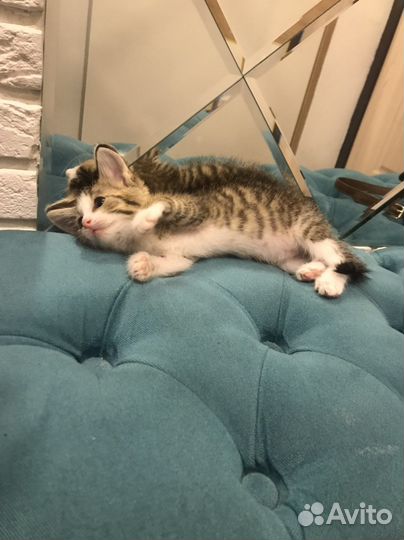 Котенок в дар