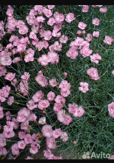 Гвоздика многолетняя