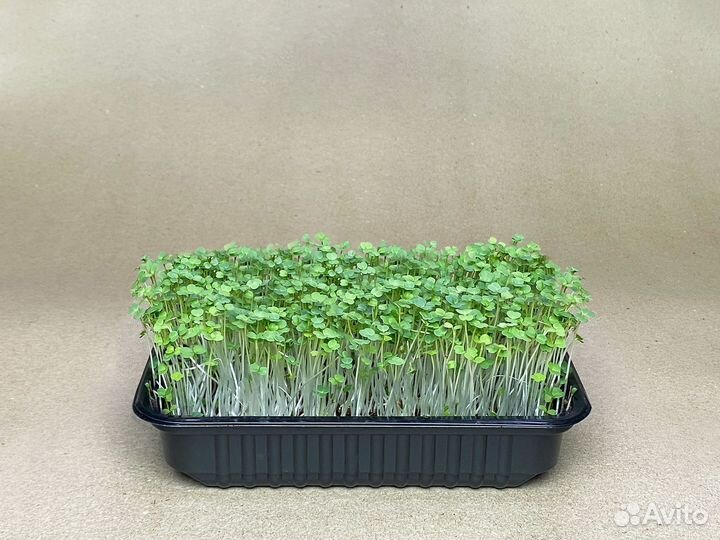 Микрозелень рукколы