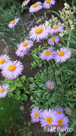 Астра альпийская (сорт)