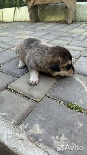 Щенок в добрые руки бесплатно