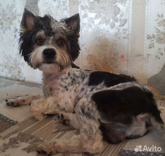 Бивер-йорк вязка