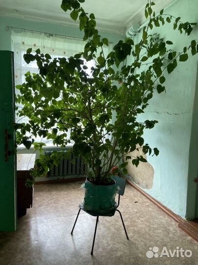 Гибискус китайская роза