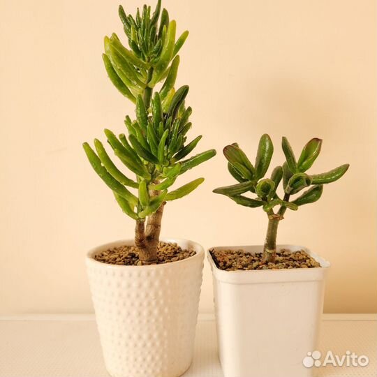 Красула хоббит коралл толстянка денежное дерево