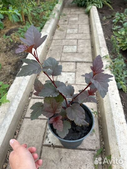 Пузыреплодник