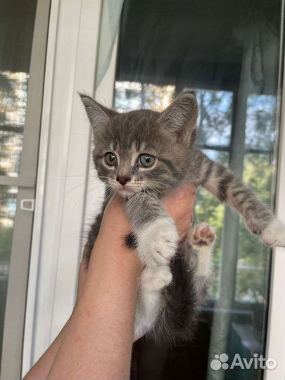 Кошка в дар бесплатно