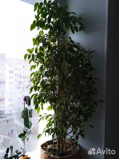 Фикус бенджамина