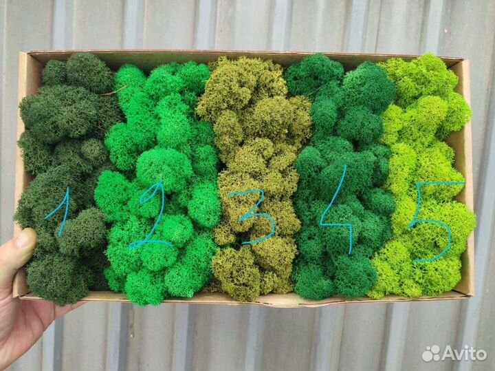 Мох стабилизированный, розница и опт, зеленый