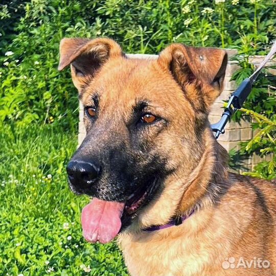 Собака Рыжуля в добрые руки