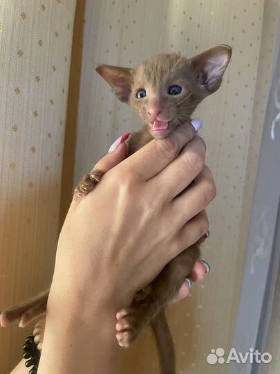 Ориентальные