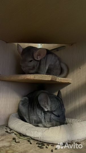 Передержка шиншилл