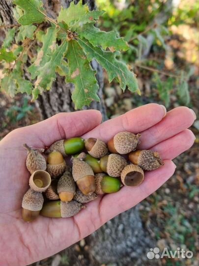 Желуди дуба