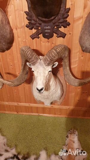 Коллекция чучел