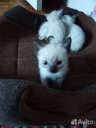 Сиамские котята