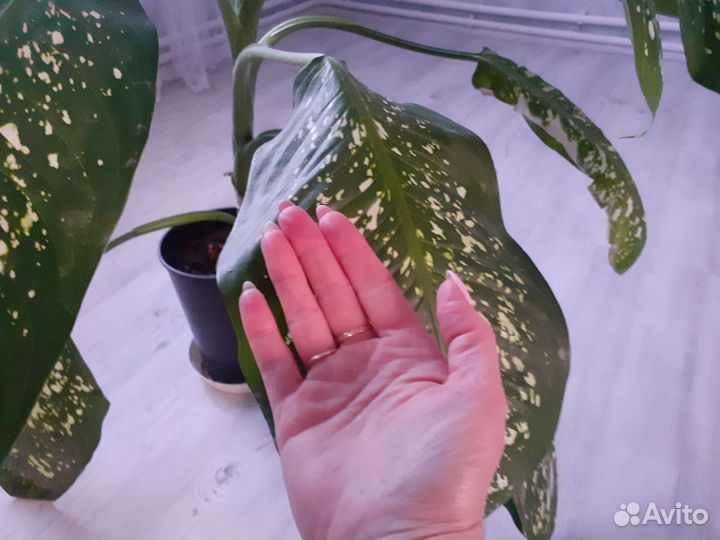 Диффенбахия