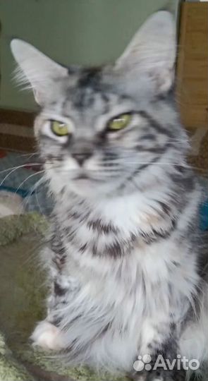 Кошечка Мейн-кун серебряная черепаха