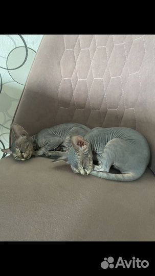 Канадский сфинкс девочка