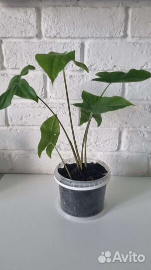 Сингониум -2 вида