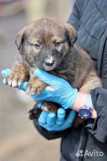 Щенок беспостно