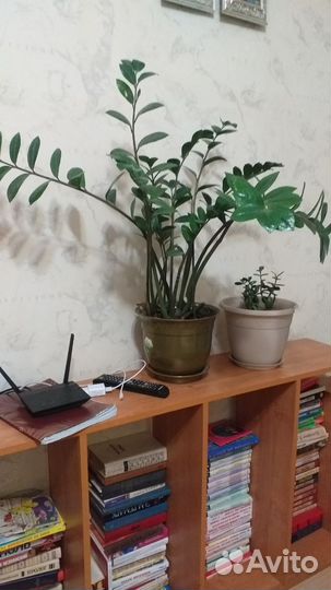 Замиокулькас