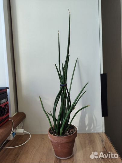 Сансевиерия цилиндрика