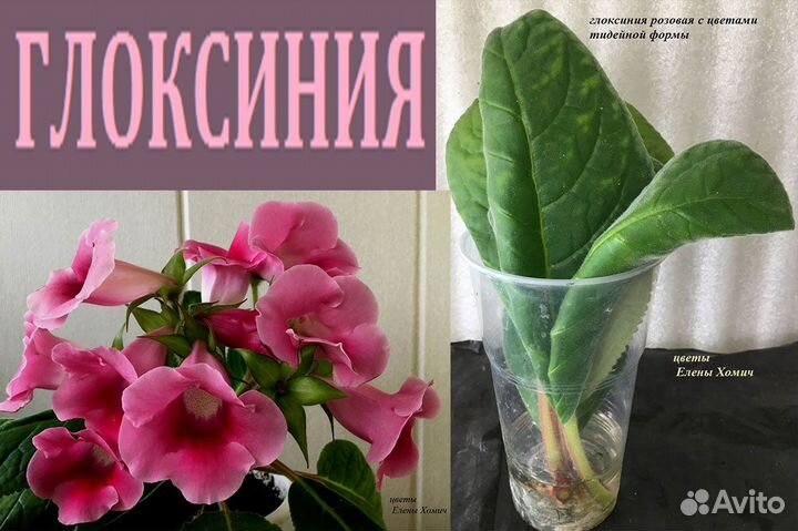 Ахименесы,глоксинии,колерия,колумнея