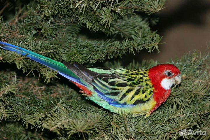 Птенцы пёстрой разеллы