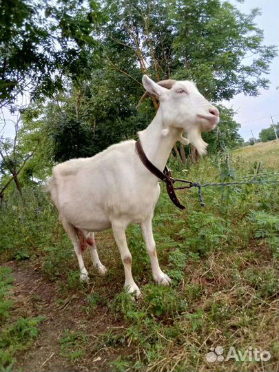 Зааненская дойная коза