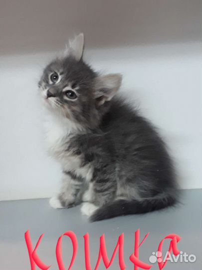 Кошка в дар бесплатно