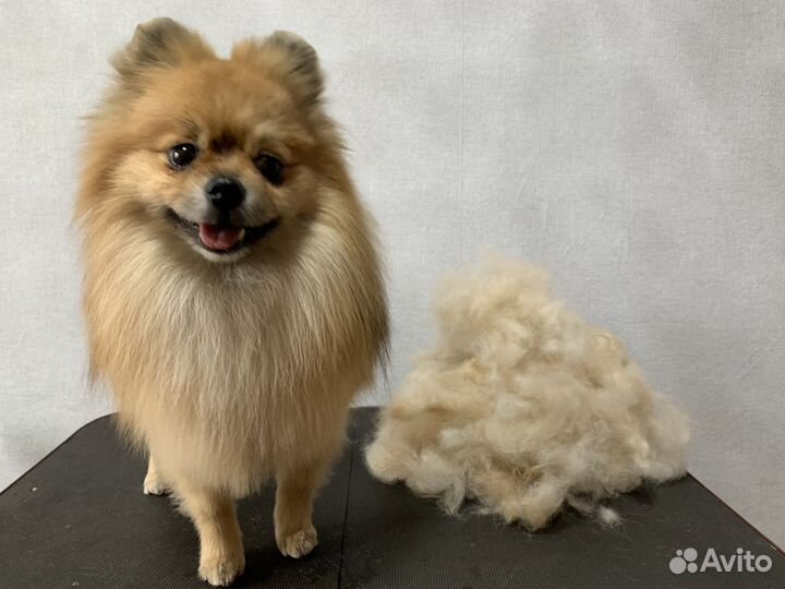 Стрижка мойка собак кошек груминг