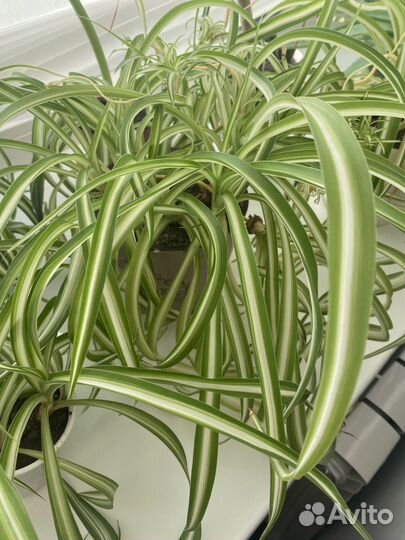 Хлорофитум кудрявый