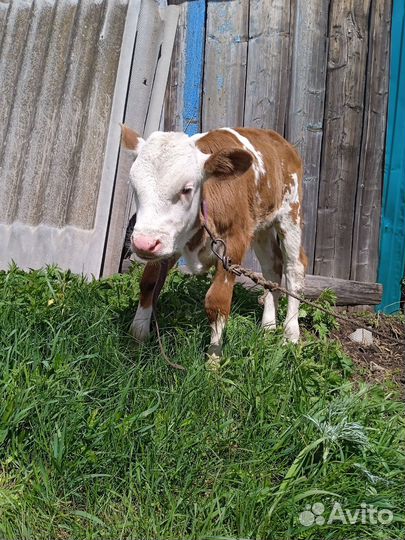Бычок 1 месяц