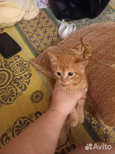 Котики бесплатно в добрые руки