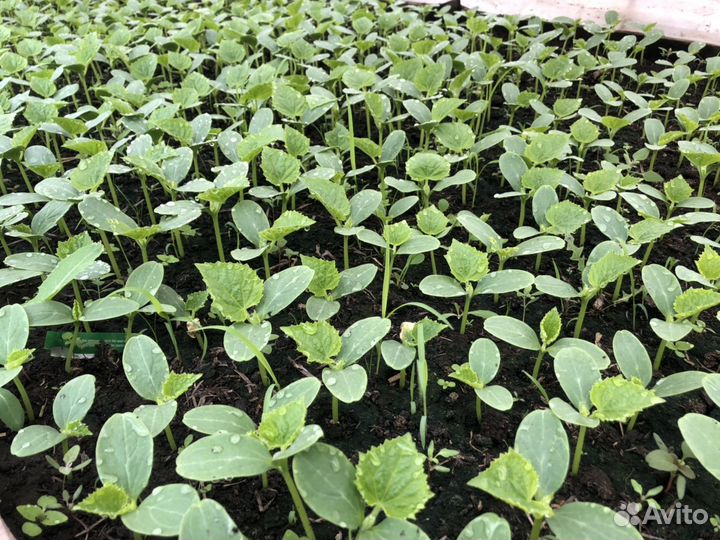Рассада огурцов помидор перец и т д