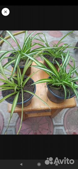 Хлорофитум