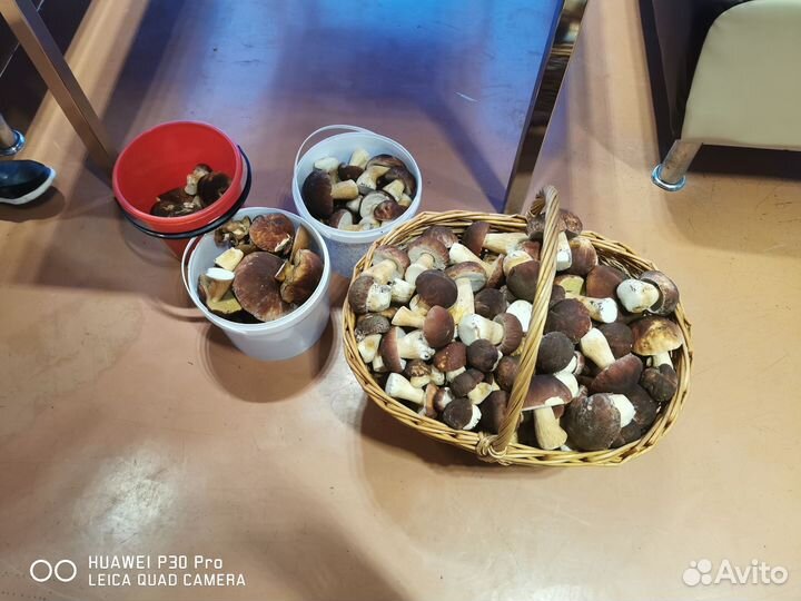 Боровики, белые грибы