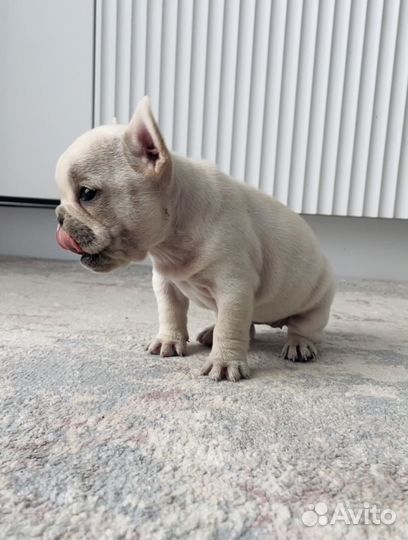 Эксклюзивная кремовая мини девочка