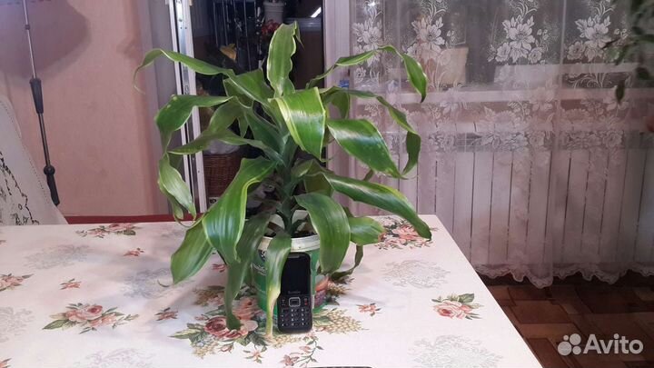 Драцена дорадо
