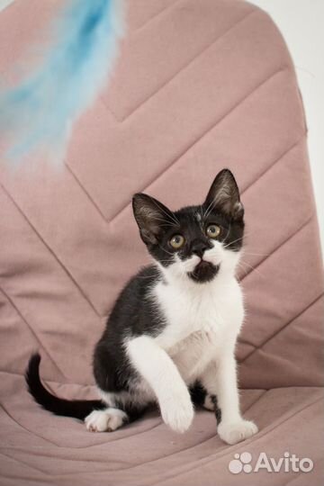 Котенок-девочка Тинь ищет дом